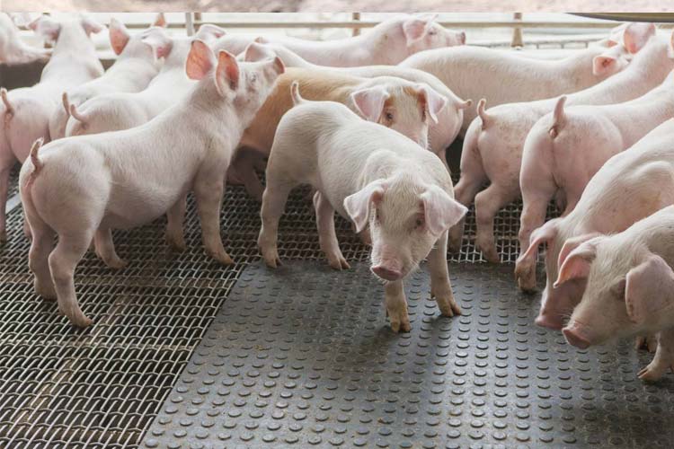 1532326700217238.jpg 科學養(yǎng)豬場.jpg