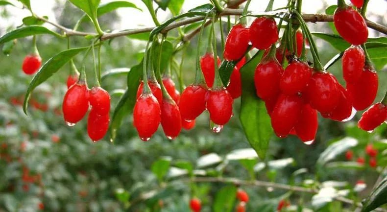 枸杞烘干機 枸杞烘干機