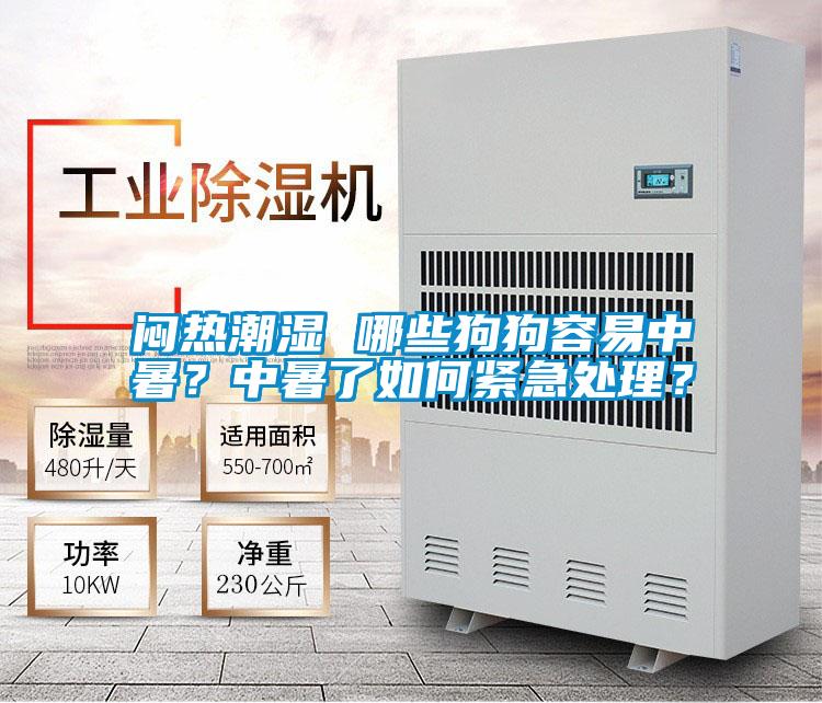 悶熱潮濕 哪些狗狗容易中暑？中暑了如何緊急處理？