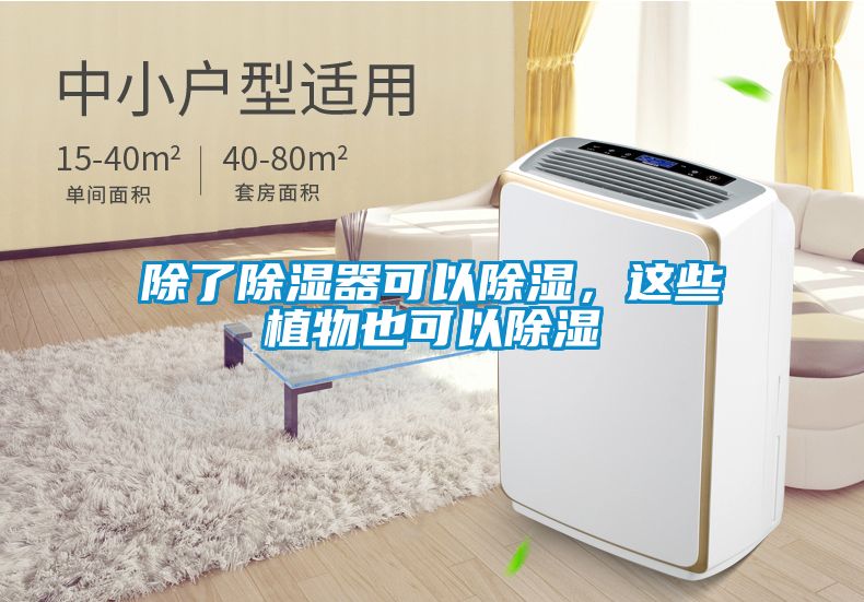 除了除濕器可以除濕，這些植物也可以除濕